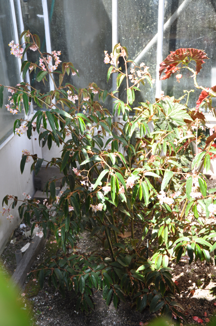 B. arborescens var. oxyphylla
